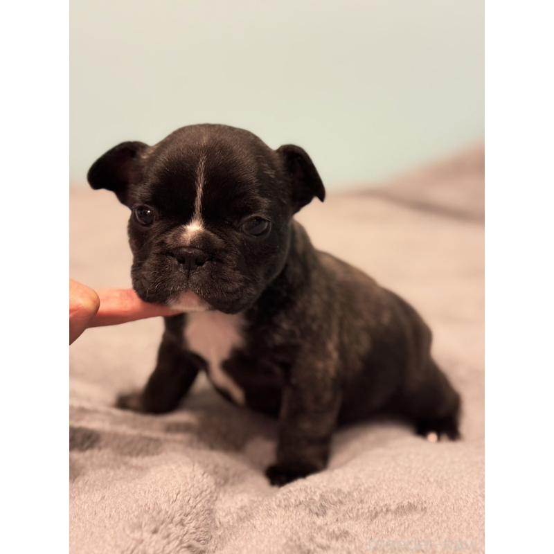 販売中の福岡県のフレンチブルドッグ-441728の5枚目