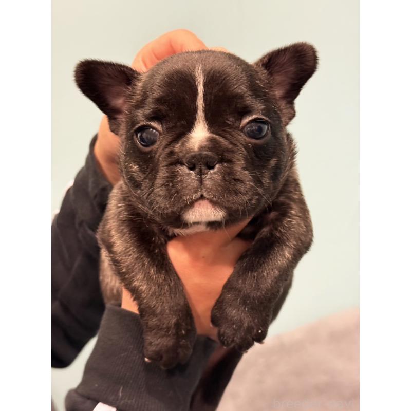 販売中の福岡県のフレンチブルドッグ-441728の3枚目