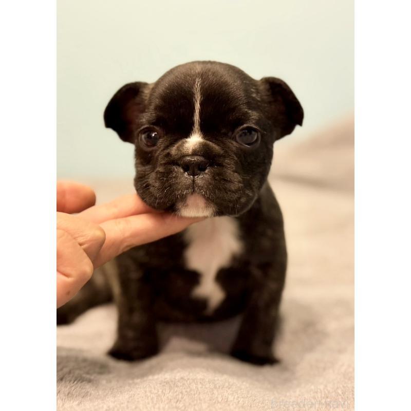 販売中の福岡県のフレンチブルドッグ-441728の2枚目