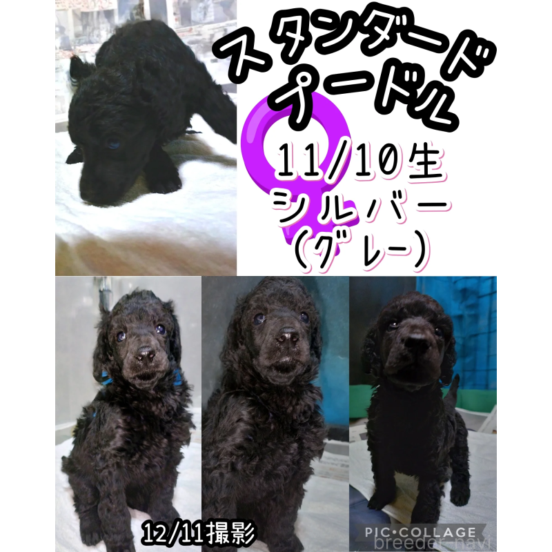 販売中の兵庫県のスタンダードプードル-441729の2枚目