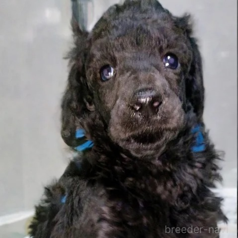 販売中の兵庫県のスタンダードプードル-441729の1枚目