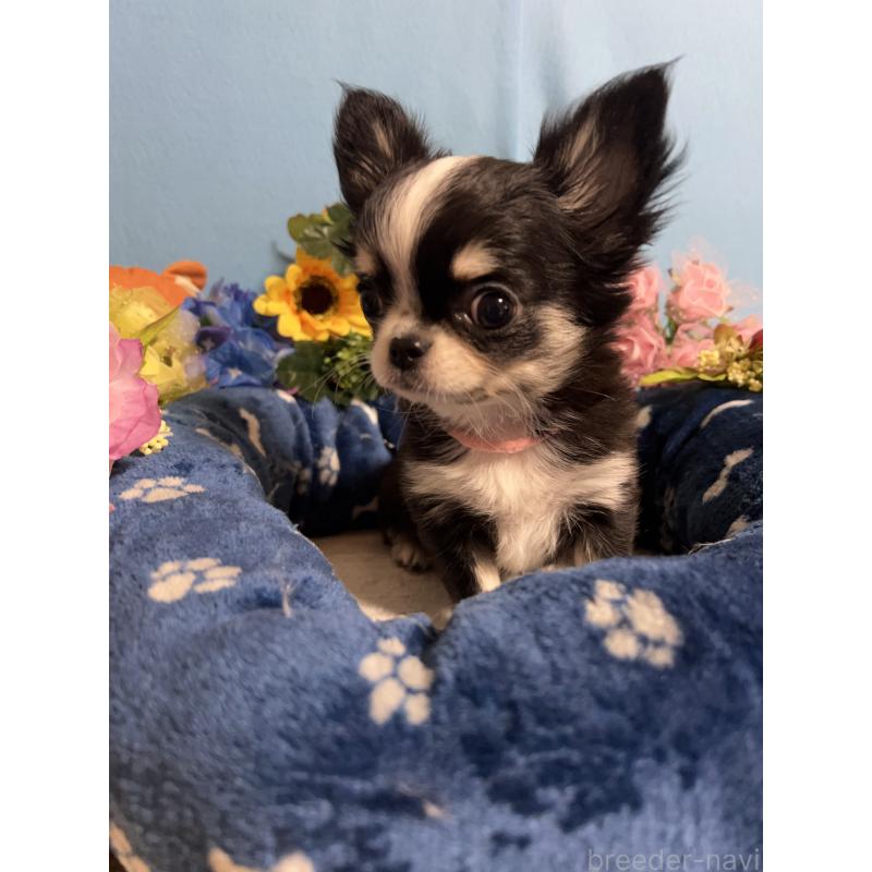 成約済の福岡県のチワワ(ロングコート)-434088の9枚目