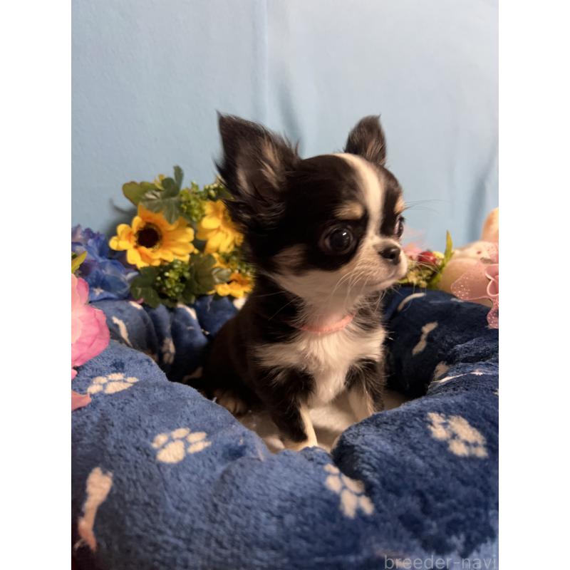 成約済の福岡県のチワワ(ロングコート)-434088の8枚目