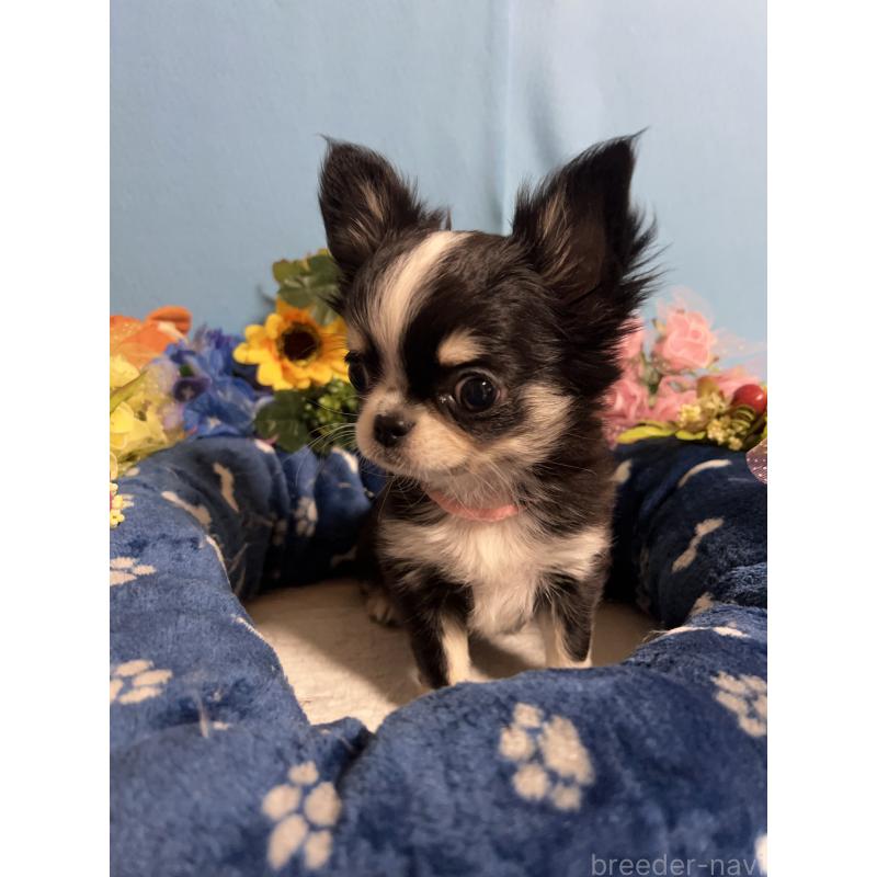 成約済の福岡県のチワワ(ロングコート)-434088の6枚目