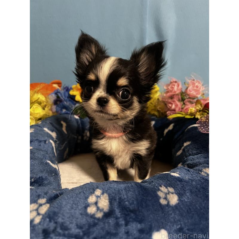 成約済の福岡県のチワワ(ロングコート)-434088の5枚目