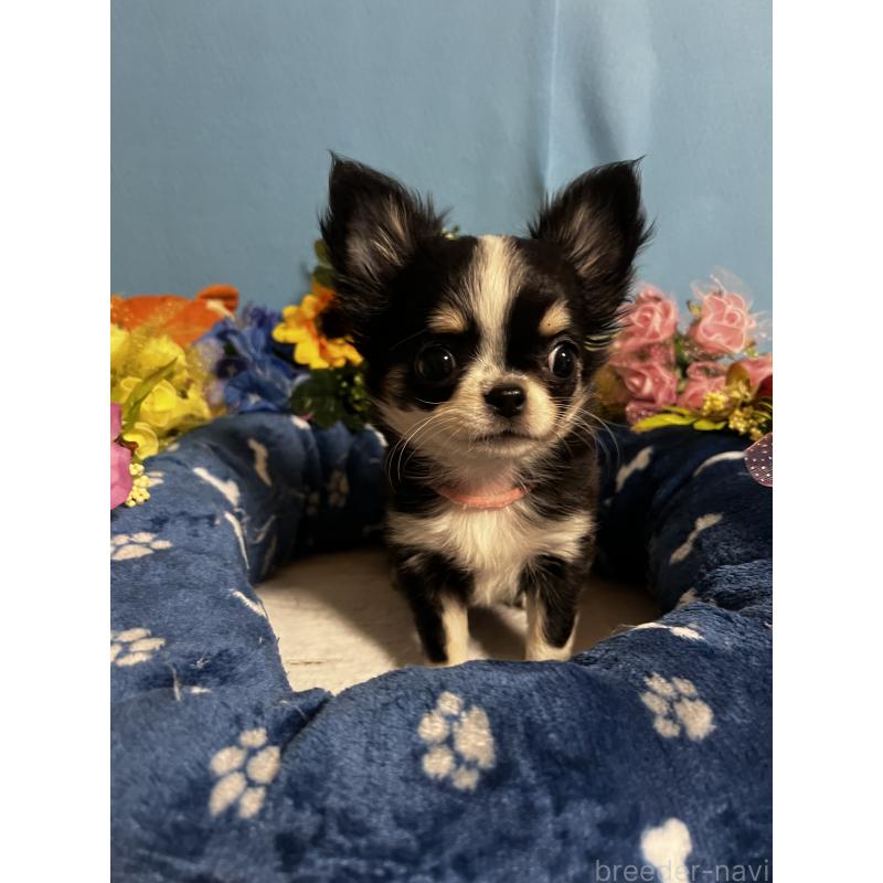 成約済の福岡県のチワワ(ロングコート)-434088の4枚目