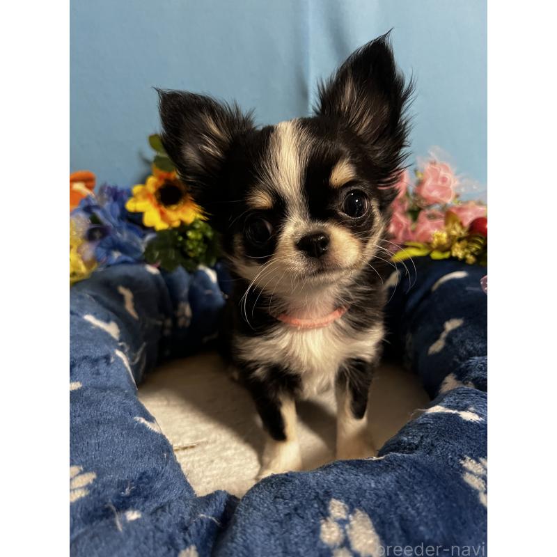 成約済の福岡県のチワワ(ロングコート)-434088の3枚目