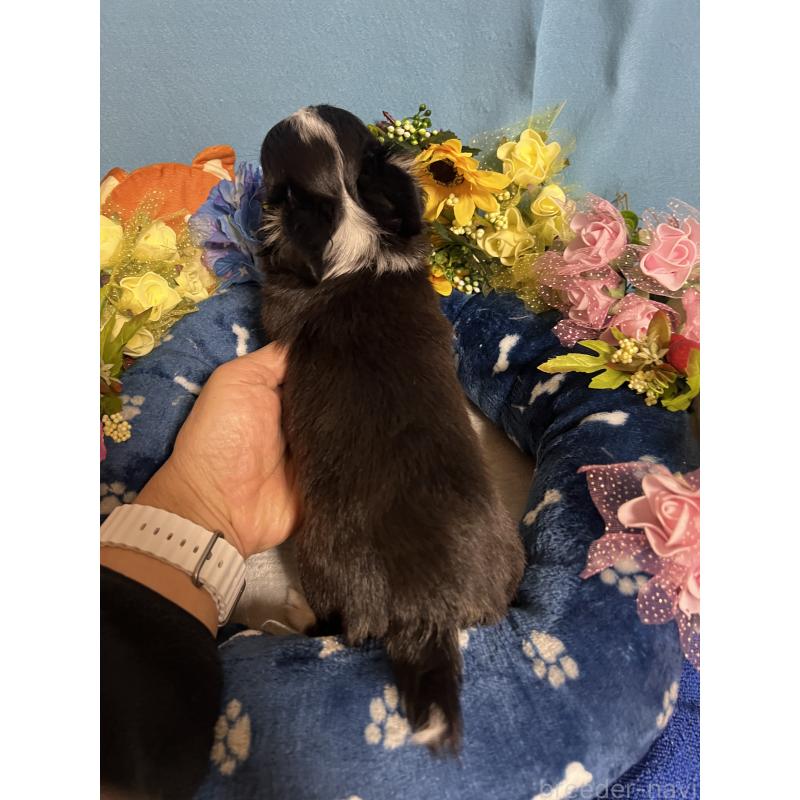 成約済の福岡県のチワワ(ロングコート)-434088の2枚目