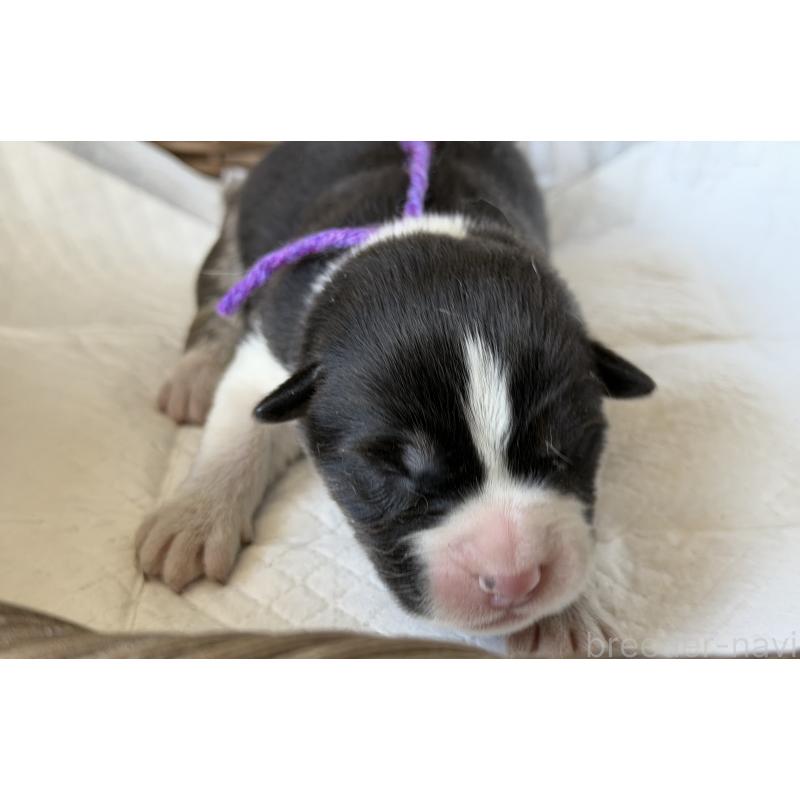 販売中の山梨県のオゥスキー:オーストラリアンシェパード×ハスキー-441730の6枚目