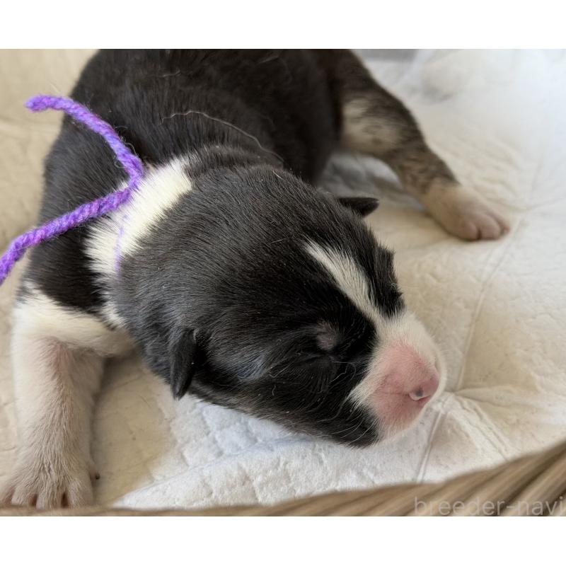 販売中の山梨県のオゥスキー:オーストラリアンシェパード×ハスキー-441730の5枚目