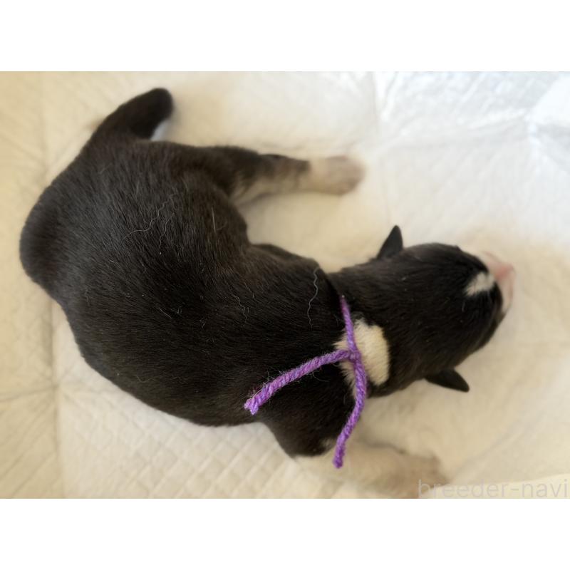 販売中の山梨県のオゥスキー:オーストラリアンシェパード×ハスキー-441730の4枚目