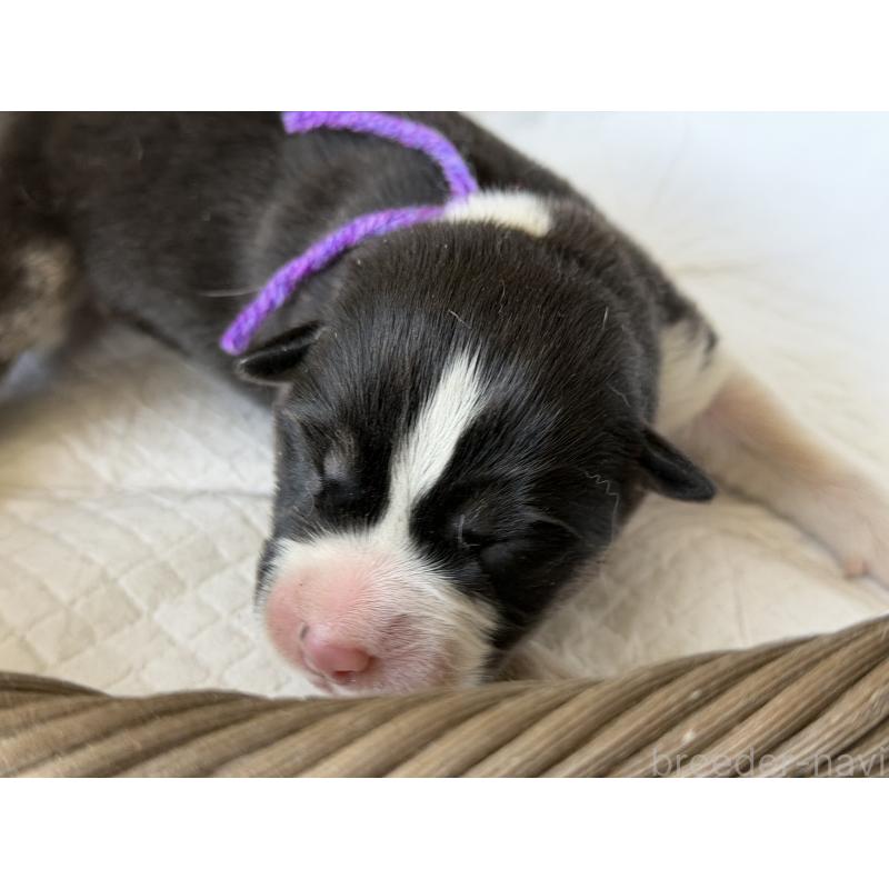 販売中の山梨県のオゥスキー:オーストラリアンシェパード×ハスキー-441730の3枚目