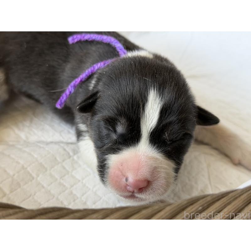 販売中の山梨県のオゥスキー:オーストラリアンシェパード×ハスキー-441730の2枚目