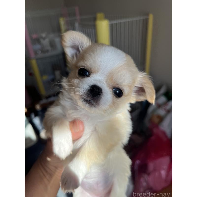 販売中の愛知県のチワワ(ロングコート)-441733の2枚目