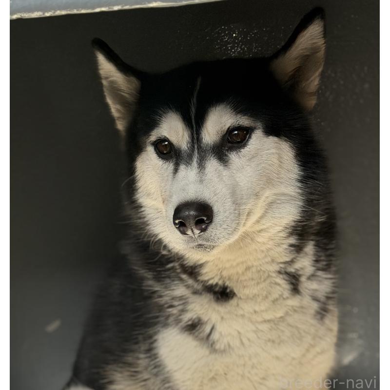 ジリーちゃん1枚目