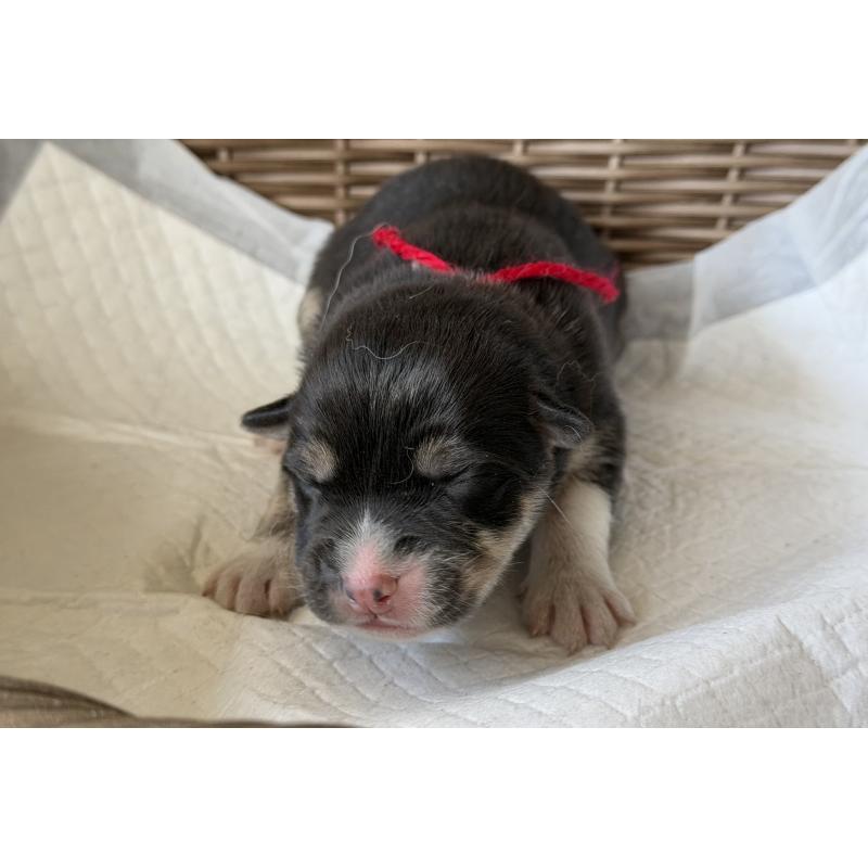 販売中の山梨県のオゥスキー:オーストラリアンシェパード×ハスキー-441731の1枚目