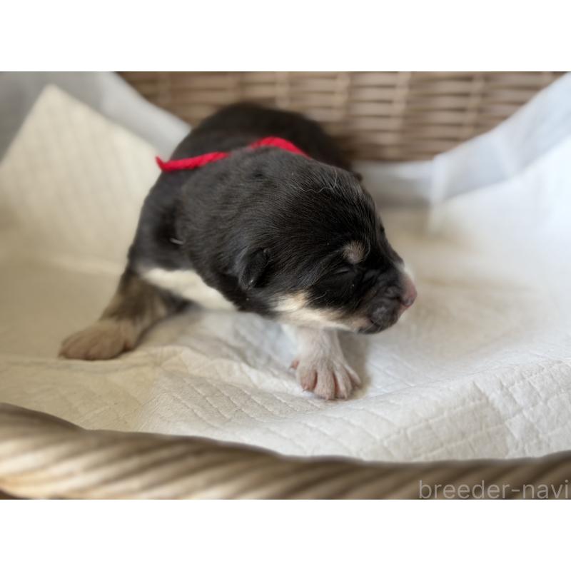 販売中の山梨県のオゥスキー:オーストラリアンシェパード×ハスキー-441731の4枚目