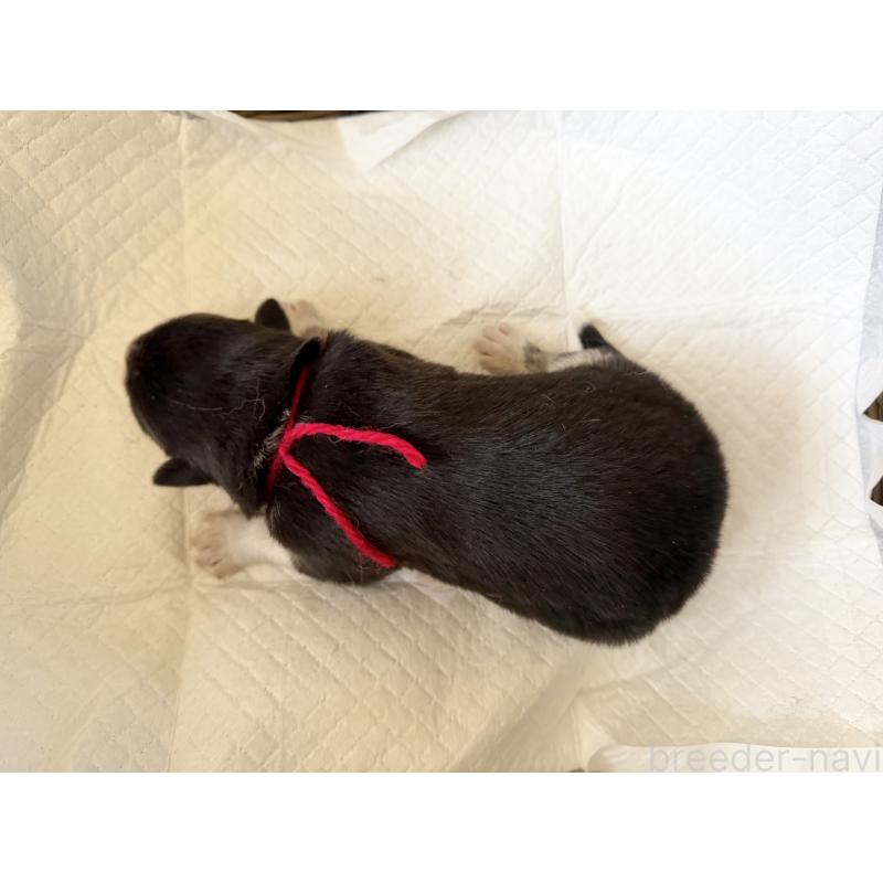 販売中の山梨県のオゥスキー:オーストラリアンシェパード×ハスキー-441731の3枚目