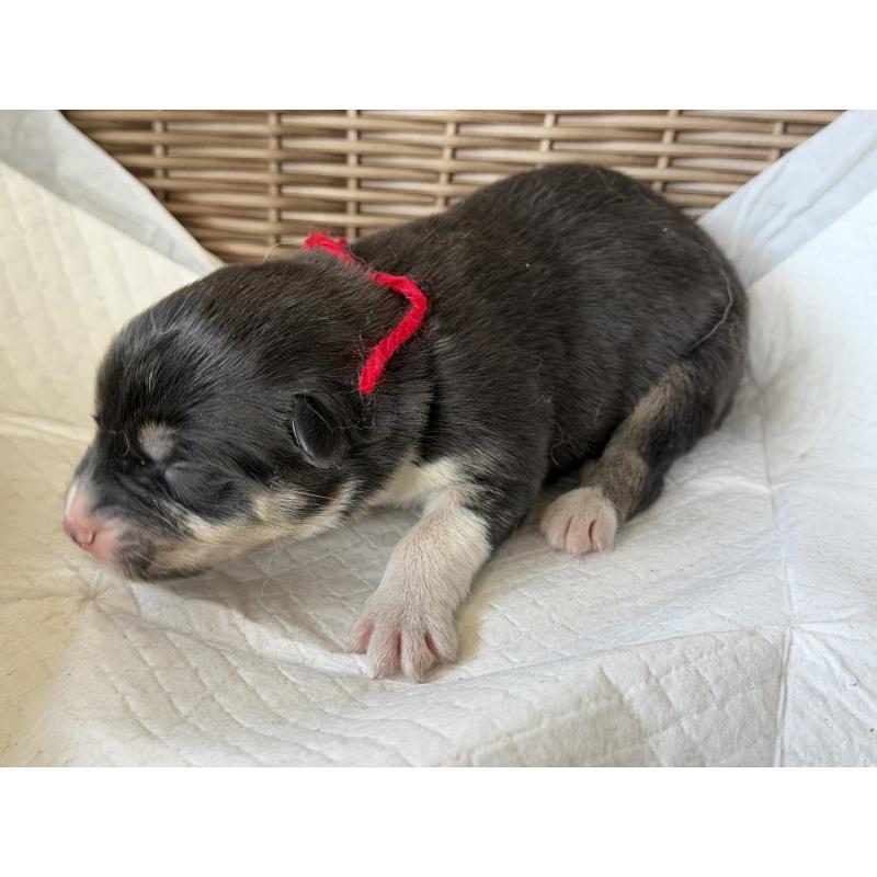 販売中の山梨県のオゥスキー:オーストラリアンシェパード×ハスキー-441731の2枚目