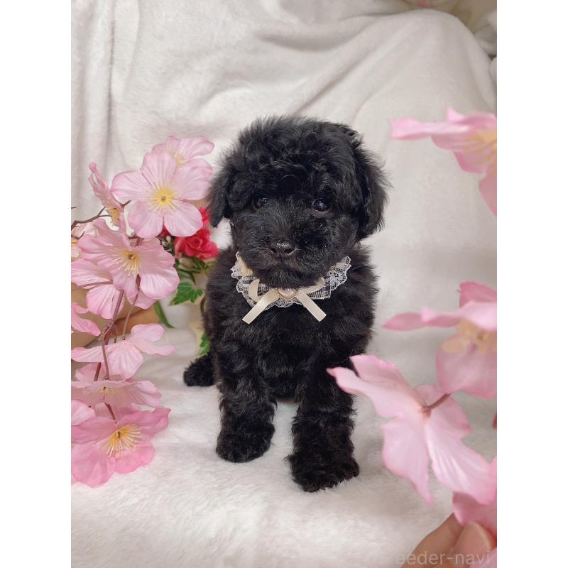 成約済の千葉県のトイプードル-435930の2枚目