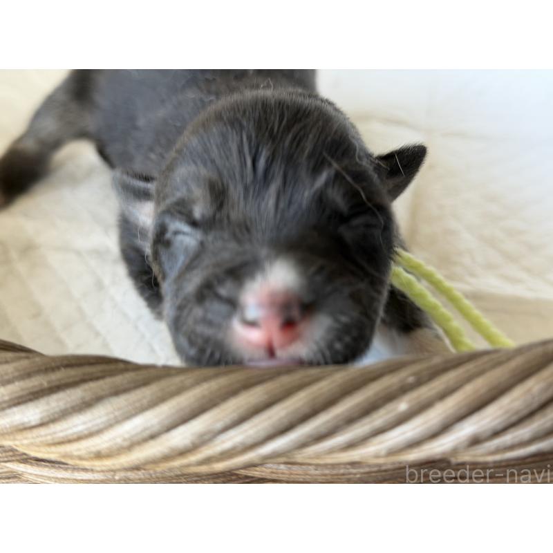 販売中の山梨県のオゥスキー:オーストラリアンシェパード×ハスキー-441732の4枚目