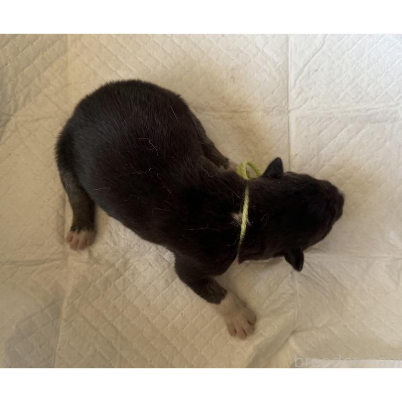 販売中の山梨県のオゥスキー:オーストラリアンシェパード×ハスキー-441732の3枚目