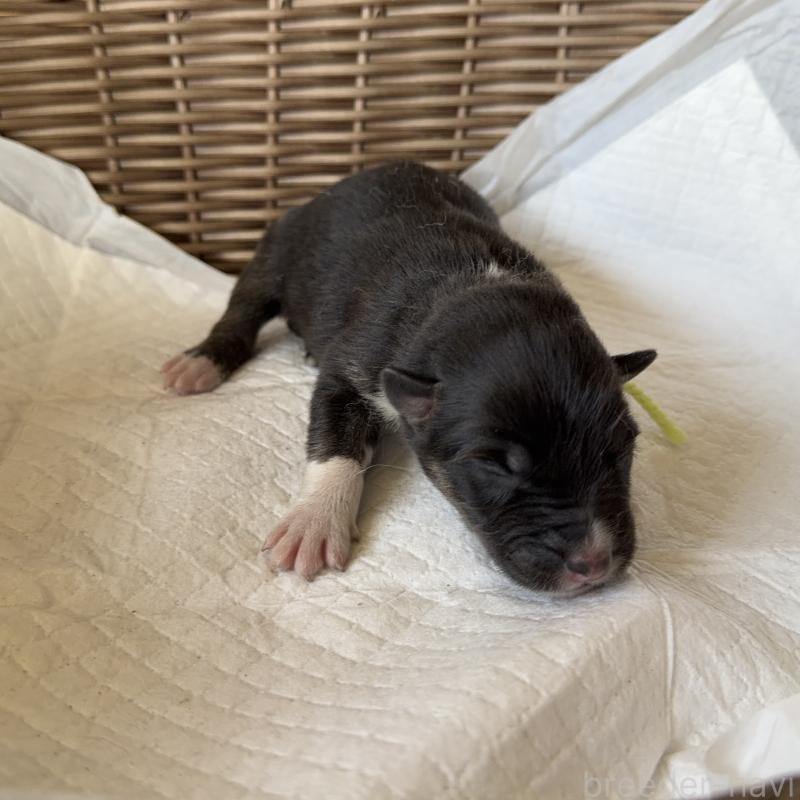 販売中の山梨県のオゥスキー:オーストラリアンシェパード×ハスキー-441732の2枚目