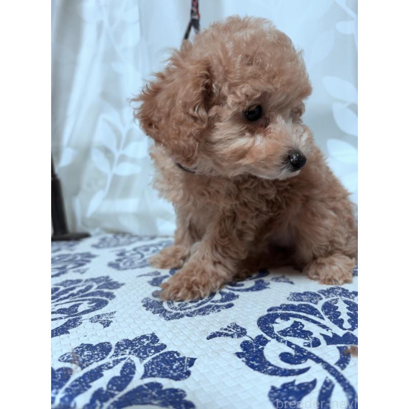 販売中の神奈川県のタイニープードル-441692の2枚目