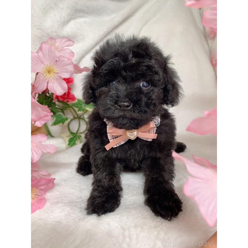 販売中の千葉県のトイプードル-435926の2枚目