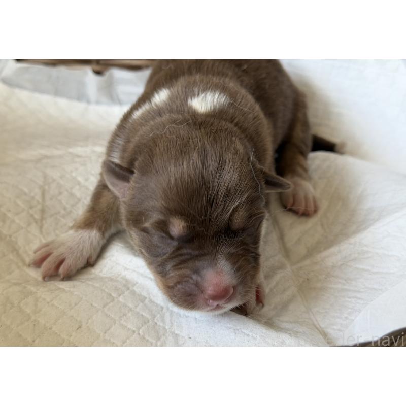 販売中の山梨県のオゥスキー:オーストラリアンシェパード×ハスキー-441734