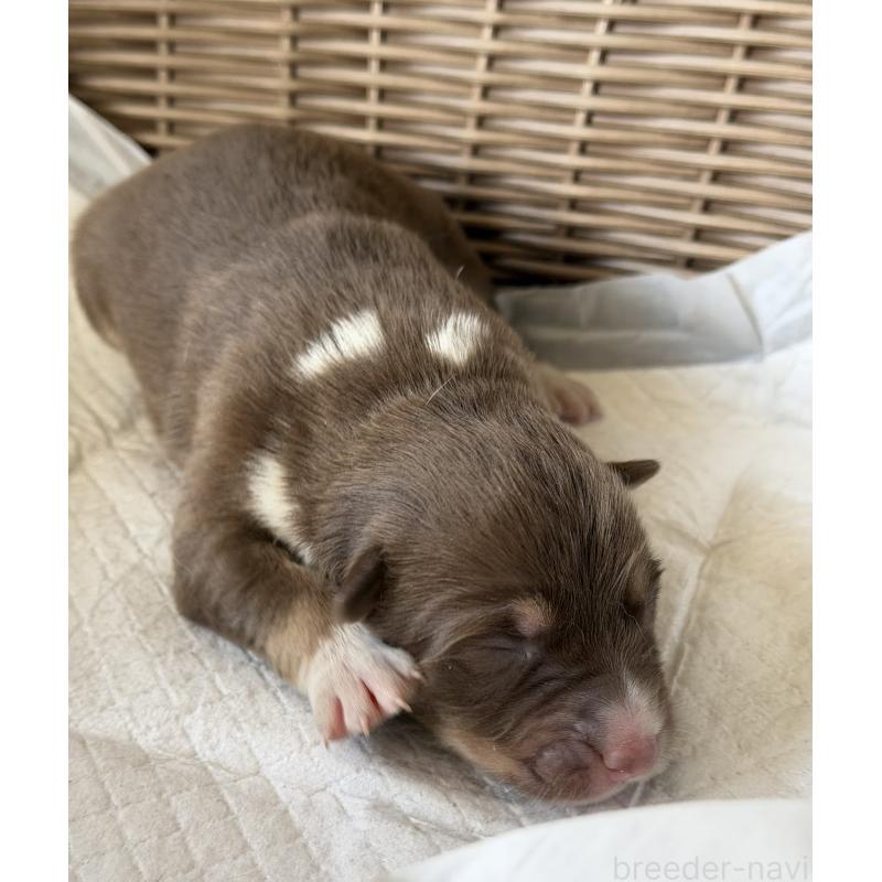 販売中の山梨県のオゥスキー:オーストラリアンシェパード×ハスキー-441734の6枚目