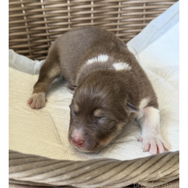 販売中の山梨県のオゥスキー:オーストラリアンシェパード×ハスキー-441734の5枚目