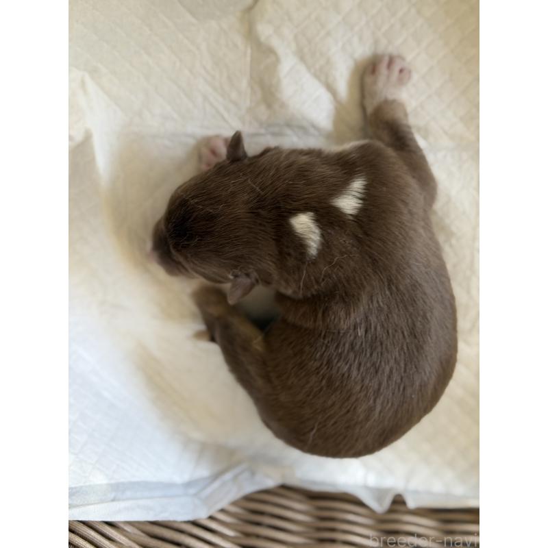 販売中の山梨県のオゥスキー:オーストラリアンシェパード×ハスキー-441734の4枚目