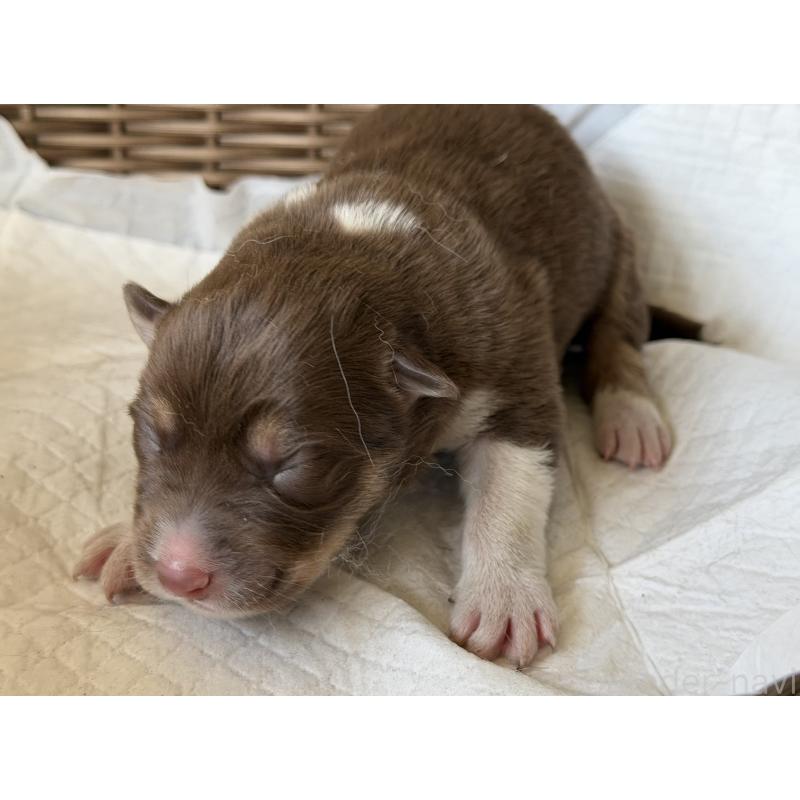 販売中の山梨県のオゥスキー:オーストラリアンシェパード×ハスキー-441734の3枚目