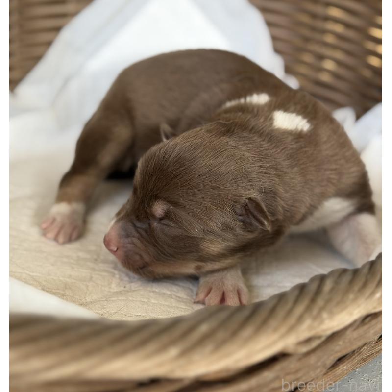 販売中の山梨県のオゥスキー:オーストラリアンシェパード×ハスキー-441734の2枚目