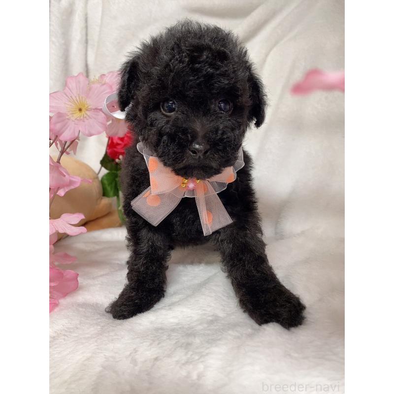 販売中の千葉県のトイプードル-435928の2枚目