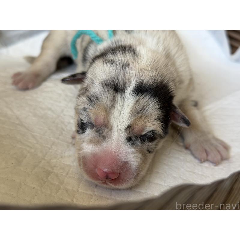 販売中の山梨県のオゥスキー:オーストラリアンシェパード×ハスキー-441735の6枚目