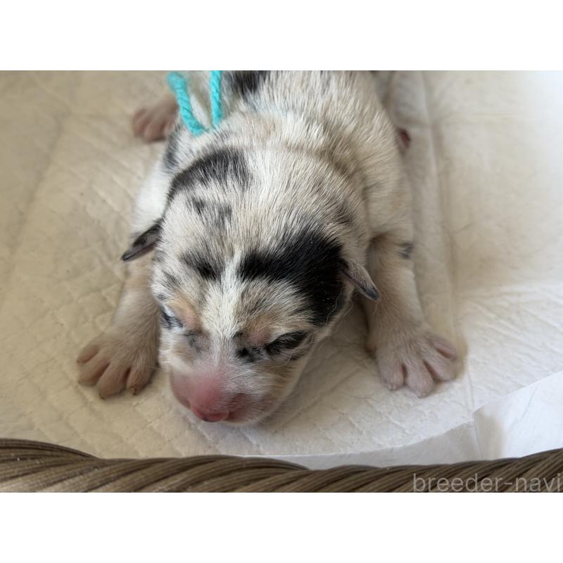 販売中の山梨県のオゥスキー:オーストラリアンシェパード×ハスキー-441735の4枚目