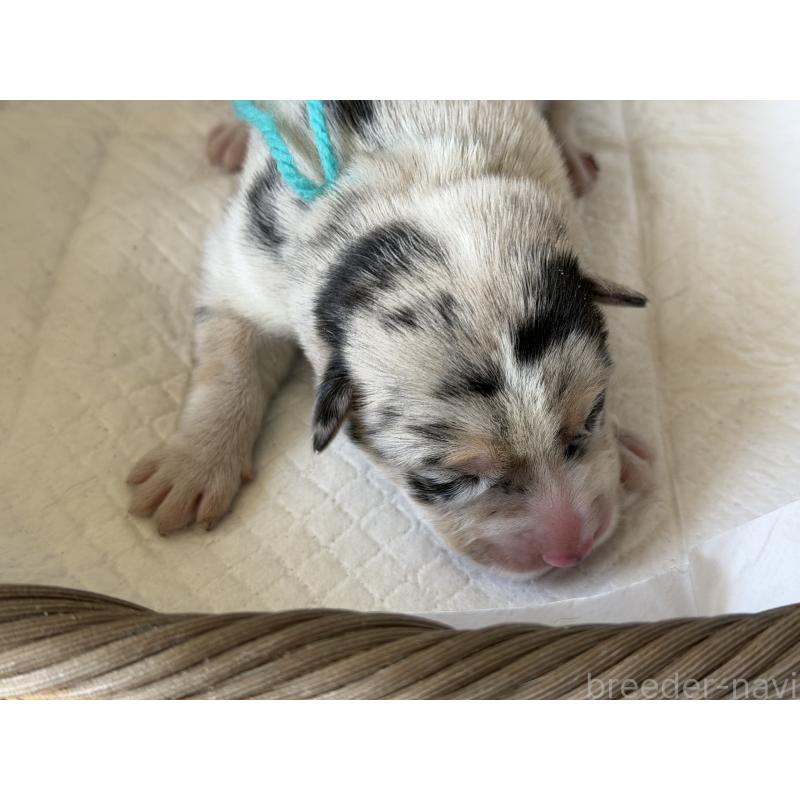 販売中の山梨県のオゥスキー:オーストラリアンシェパード×ハスキー-441735の2枚目