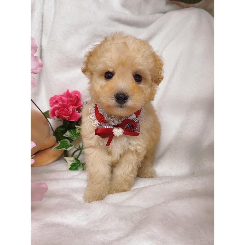 販売中の千葉県のトイプードル-435932の3枚目