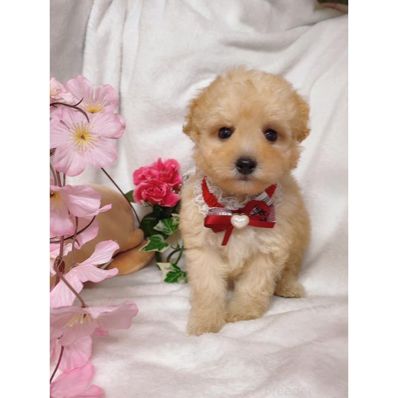 販売中の千葉県のトイプードル-435932の2枚目