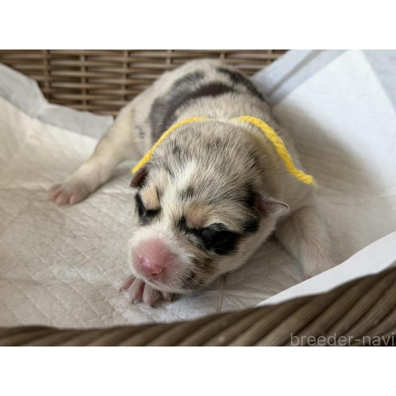 販売中の山梨県のオゥスキー:オーストラリアンシェパード×ハスキー-441736