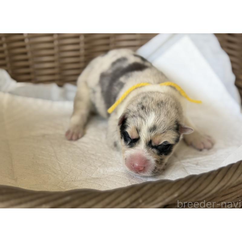 販売中の山梨県のオゥスキー:オーストラリアンシェパード×ハスキー-441736の7枚目