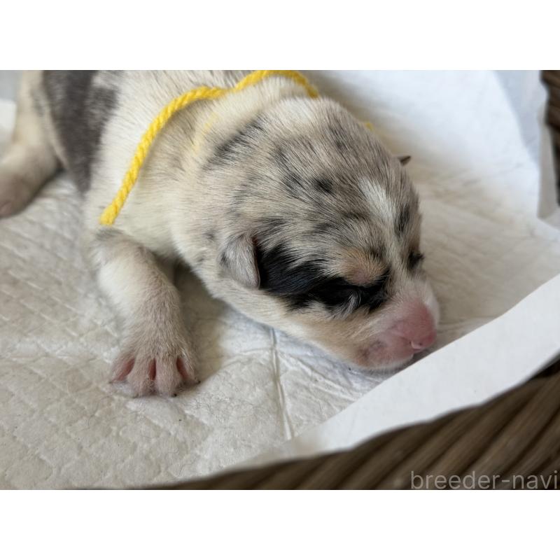 販売中の山梨県のオゥスキー:オーストラリアンシェパード×ハスキー-441736の6枚目