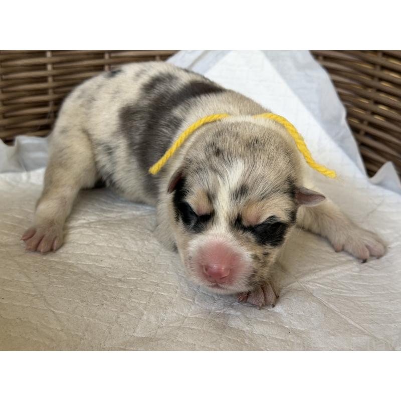 販売中の山梨県のオゥスキー:オーストラリアンシェパード×ハスキー-441736の5枚目