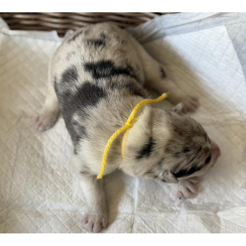 販売中の山梨県のオゥスキー:オーストラリアンシェパード×ハスキー-441736の4枚目