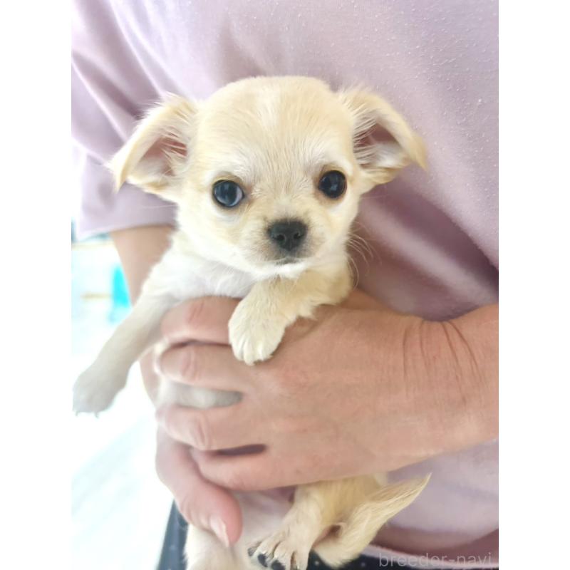 販売中の愛知県のチワワ(ロングコート)-441737の4枚目