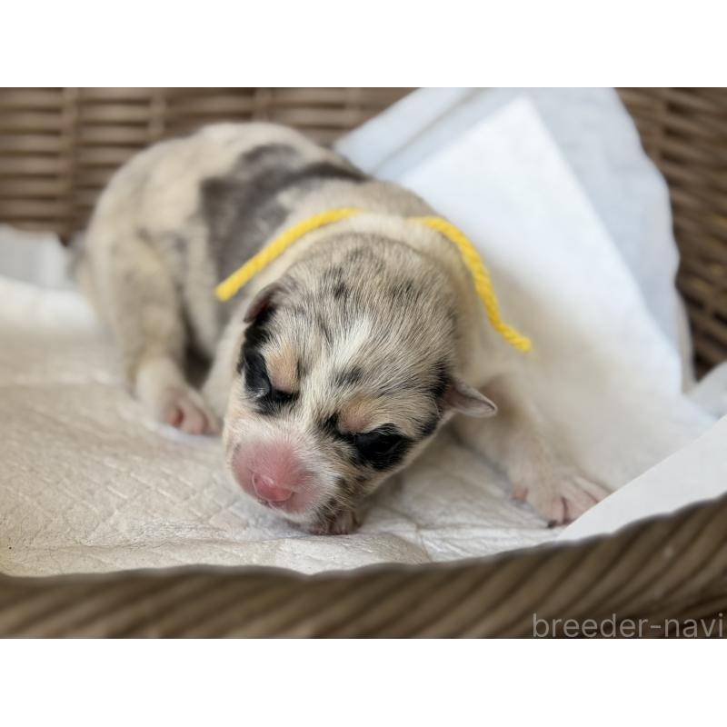 販売中の山梨県のオゥスキー:オーストラリアンシェパード×ハスキー-441736の3枚目