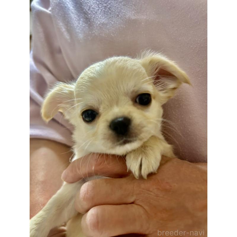 販売中の愛知県のチワワ(ロングコート)-441737の3枚目