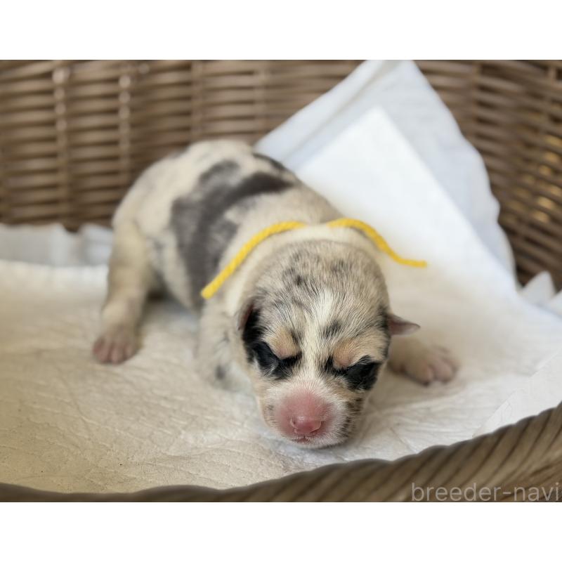 販売中の山梨県のオゥスキー:オーストラリアンシェパード×ハスキー-441736の2枚目